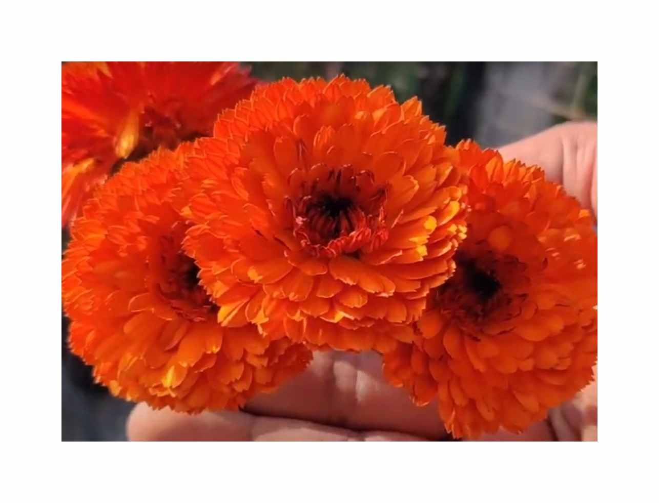20x Ringelblume Neon Orange EKO Garten Blumen Pflanzen - Samen SV4