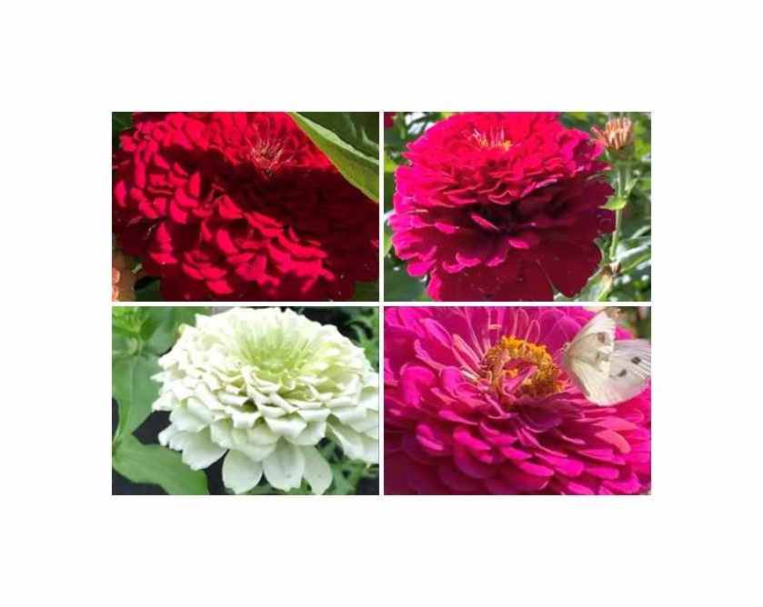 20x Zinnie Riesen von California Mix Garten Pflanzen - Samen KS305