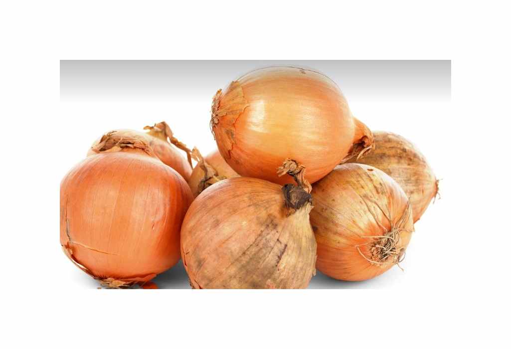 215x Zwiebel Sturon EKO Zwiebeln Gemüse Garten Pflanzen - Samen K465