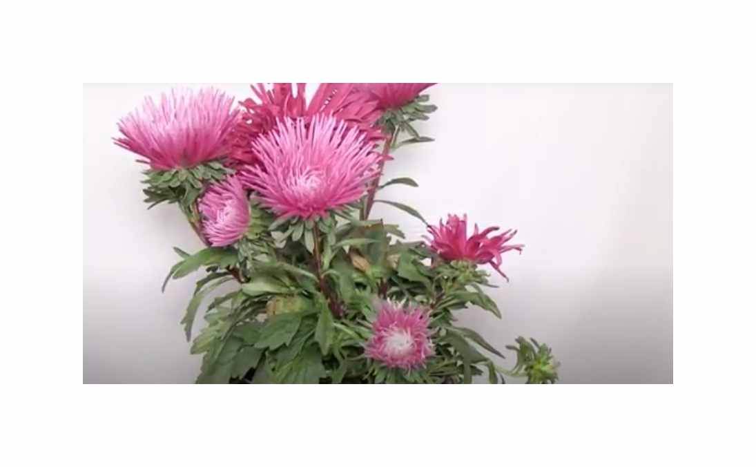 25x Callistephus Chinensis Sommeraster Blumen Pflanzen - Samen A92