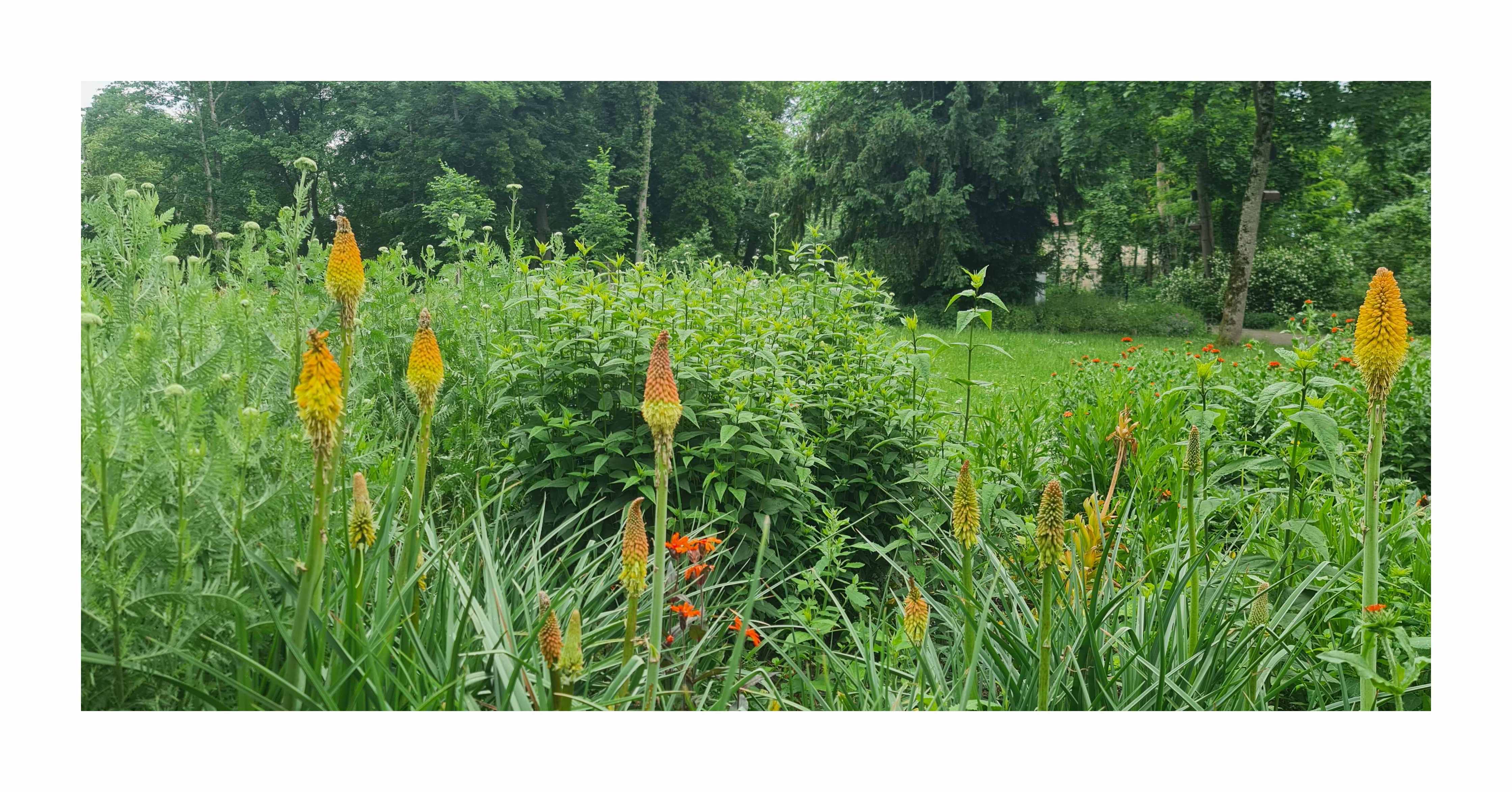 25x Fackellilie Hingucker Blumen Garten Pflanzen - Samen A52