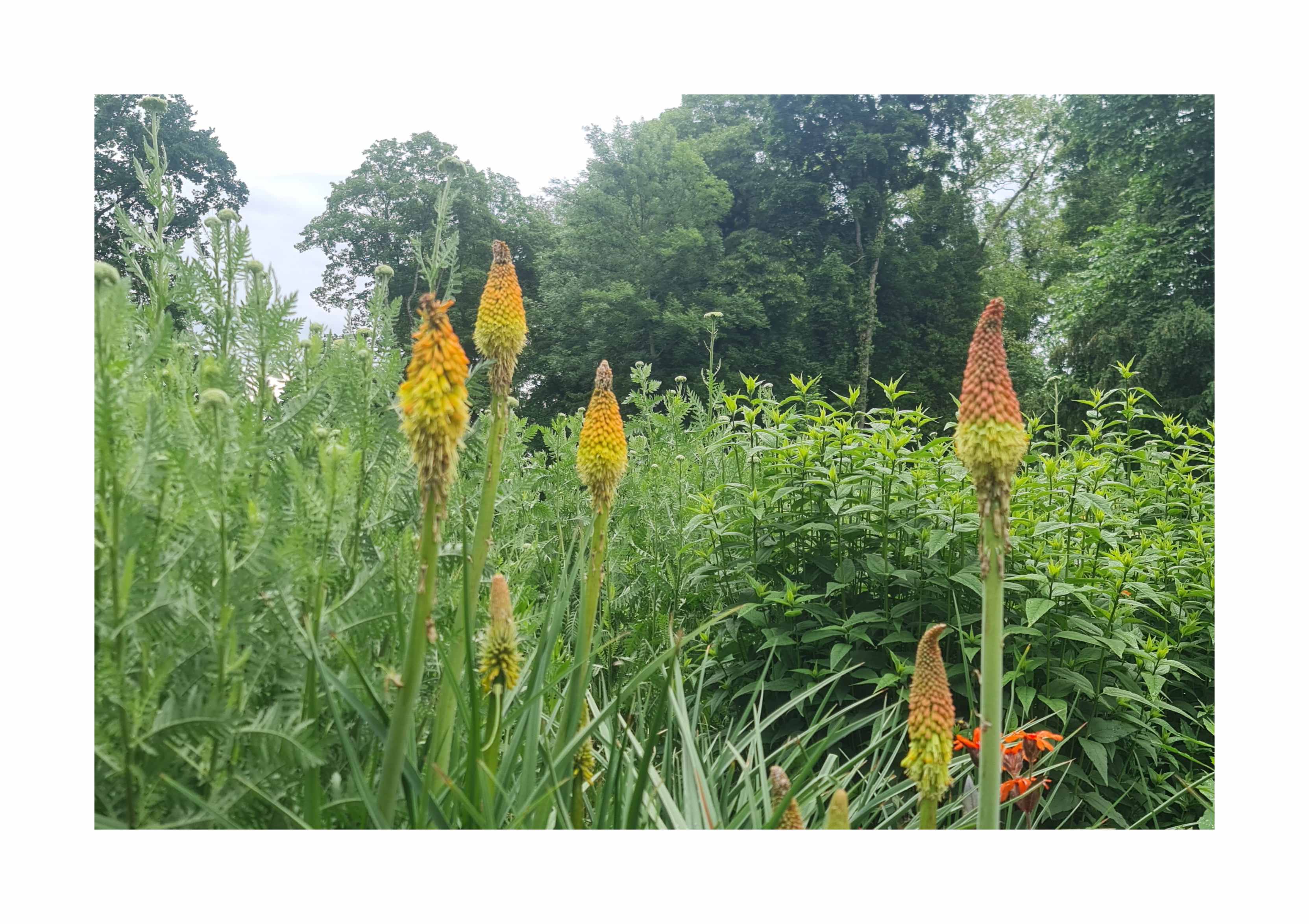 25x Fackellilie rotgelb Kniphofia uvaria Garten Pflanzen - Samen KS317