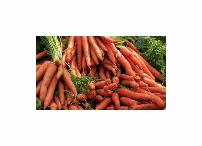 25x Möhre Sugarsnax 54 F1 Gemüse Garten Pflanzen - Samen KS479