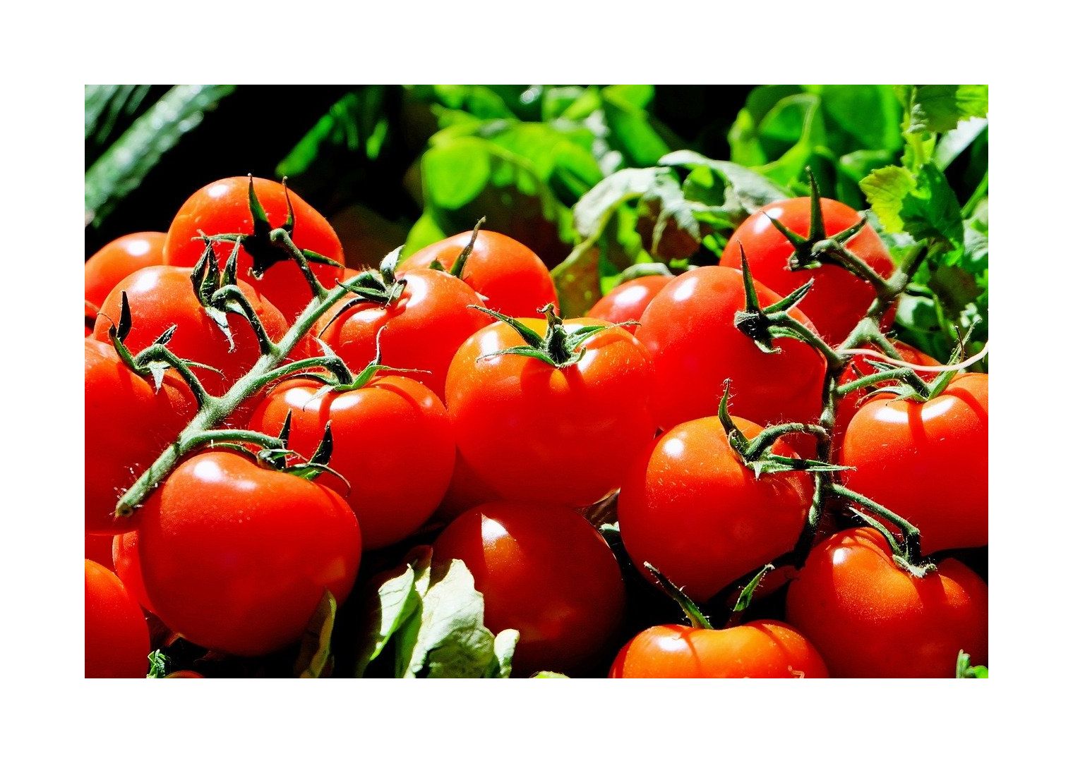 25x Tomate Bonset F1 Lycopersicon lycopersicum Gemüse Pflanzen - Samen K133