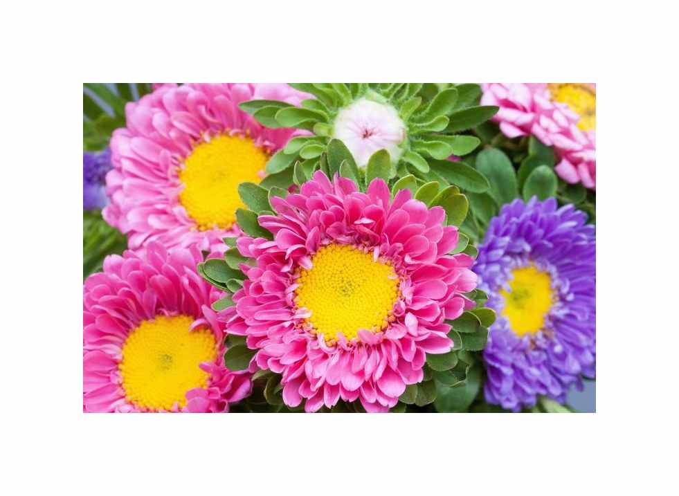 270x Aster Prinzessen Mischung Sommeraster Garten Pflanzen - Samen K331