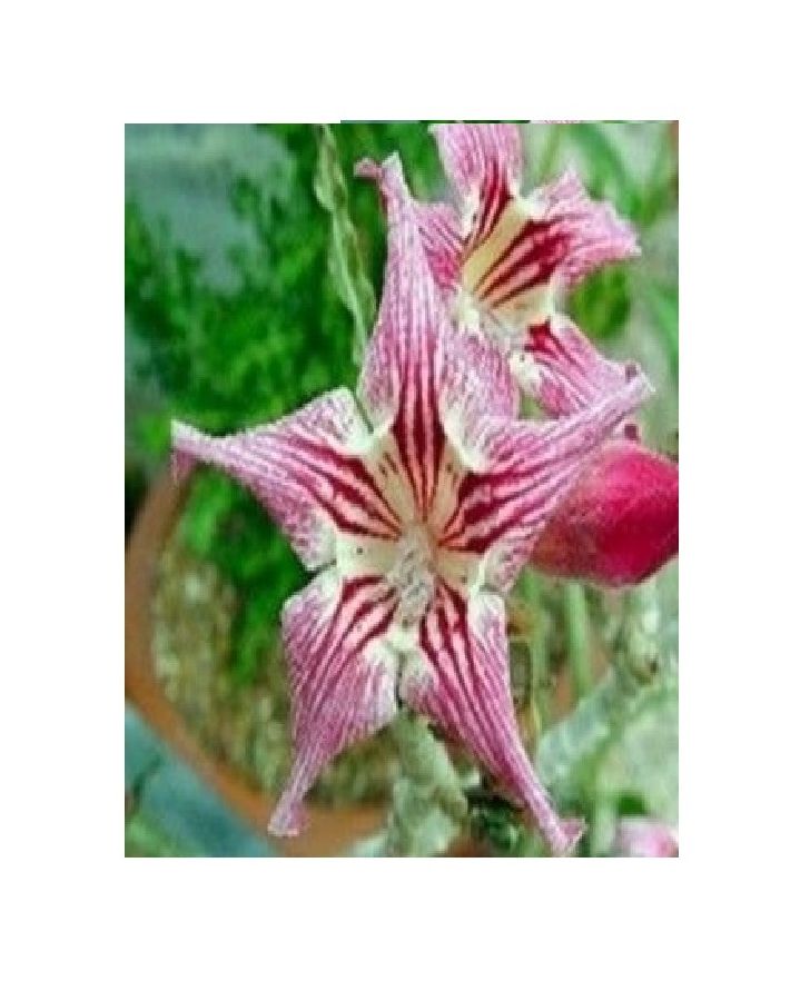 2x Adenium obesum Crispum Wüstenrose Garten Pflanzen - Samen B545