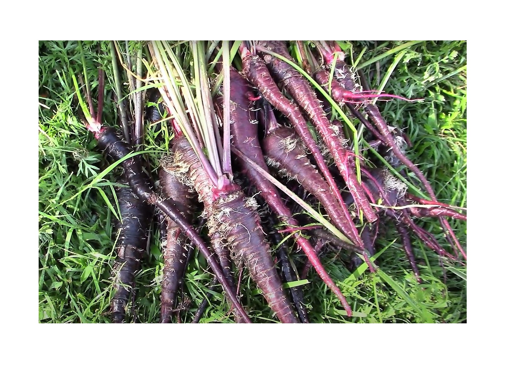 30x Cosmic Lila Karotten Garten Gemüse Pflanzen - Samen BC6