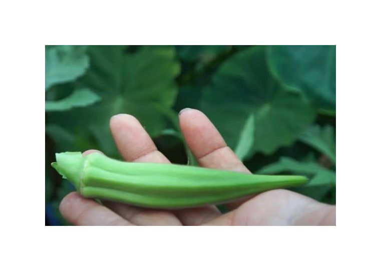 30x Okra Clemson Spineless Gemüse Garten Pflanzen - Samen K112