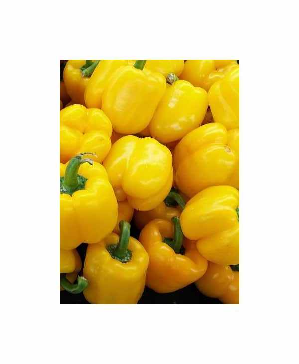 30x Paprika Golden Cal Wonder Capsicum annuum Gemüse Pflanzen - Samen K387