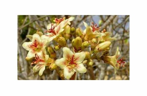 3x Jatropha mahafalensis Caudex Garten Pflanzen - Samen B2138
