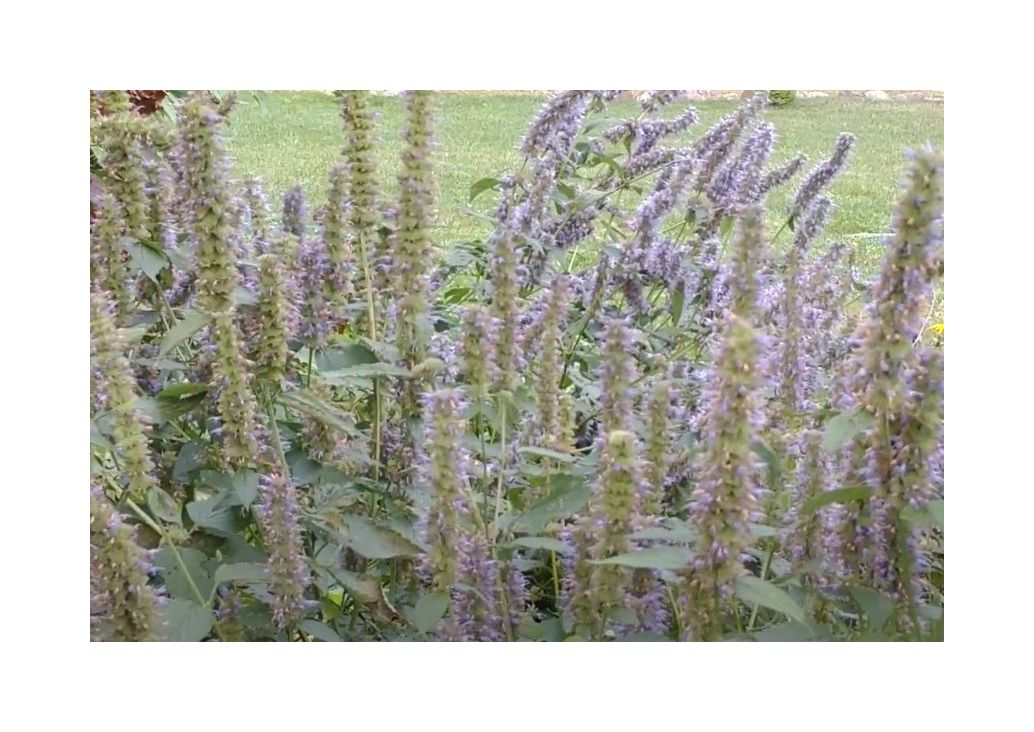 400x Anisagastache Agastache foeniculum Garten Pflanzen - Samen K248