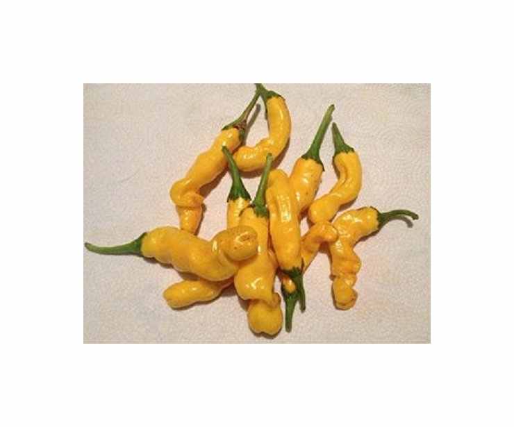 40x Penis Chili Peter Pepper gelbe Gemüse Pflanzen - Samen A18