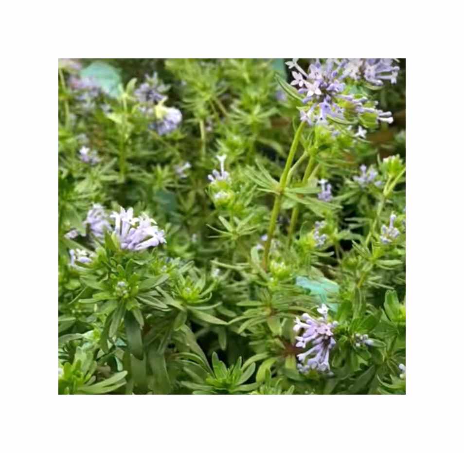 45x Blauer Waldmeister Blue Surprise Garten Blumen Pflanzen - Samen SV3