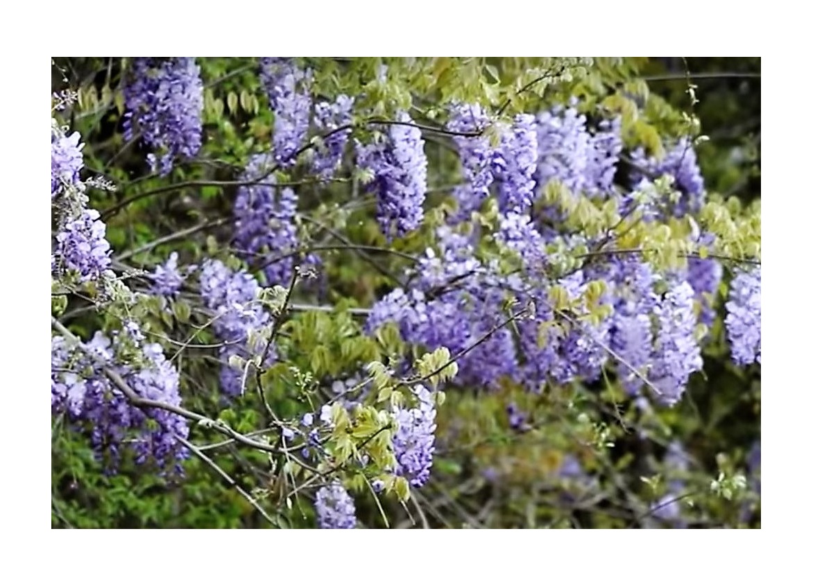 4x Blauregen Wisteria Blue Climbing Flowers Garten Pflanzen - Samen K150