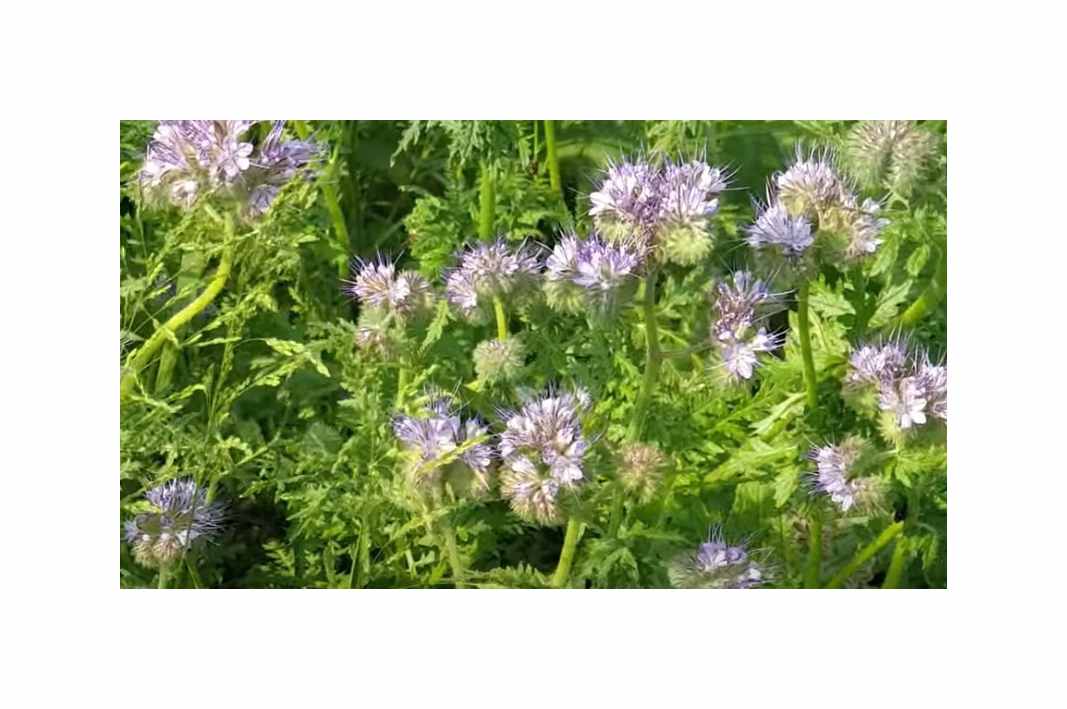 500x Traumbienenfutter Blue Foam Phacelia viscida compact Pflanzen - Samen K246