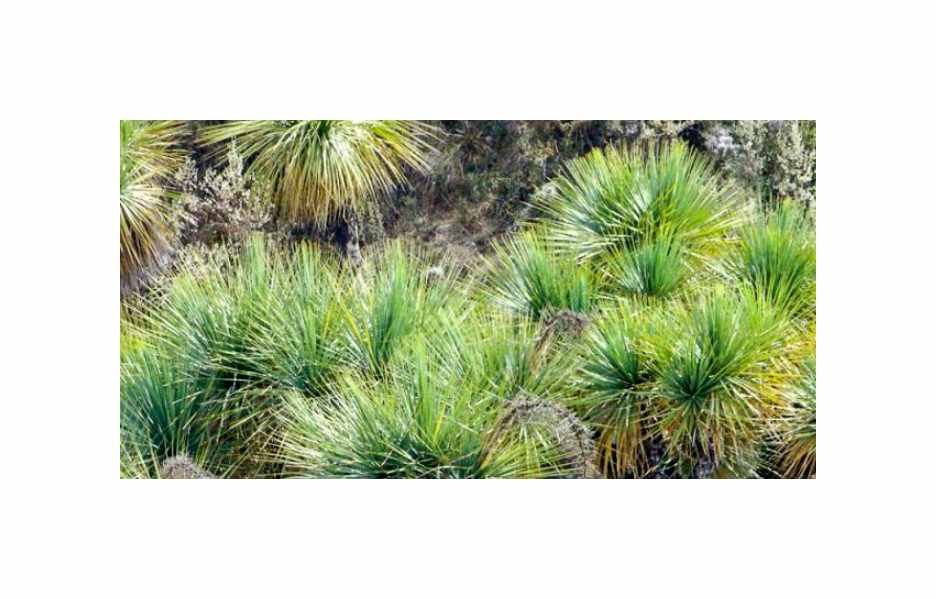 5x Beaucarnea stricta Elefantenfuß Baum Garten Pflanze - Samen B778