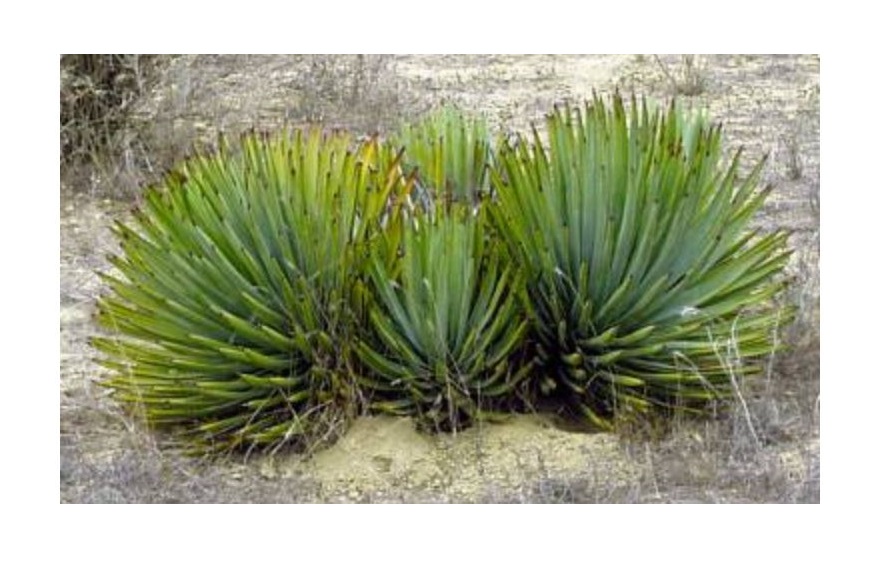 5x Hesperoyucca whipplei Eremica Cabo Yucca Garten Pflanzen - Samen ID243
