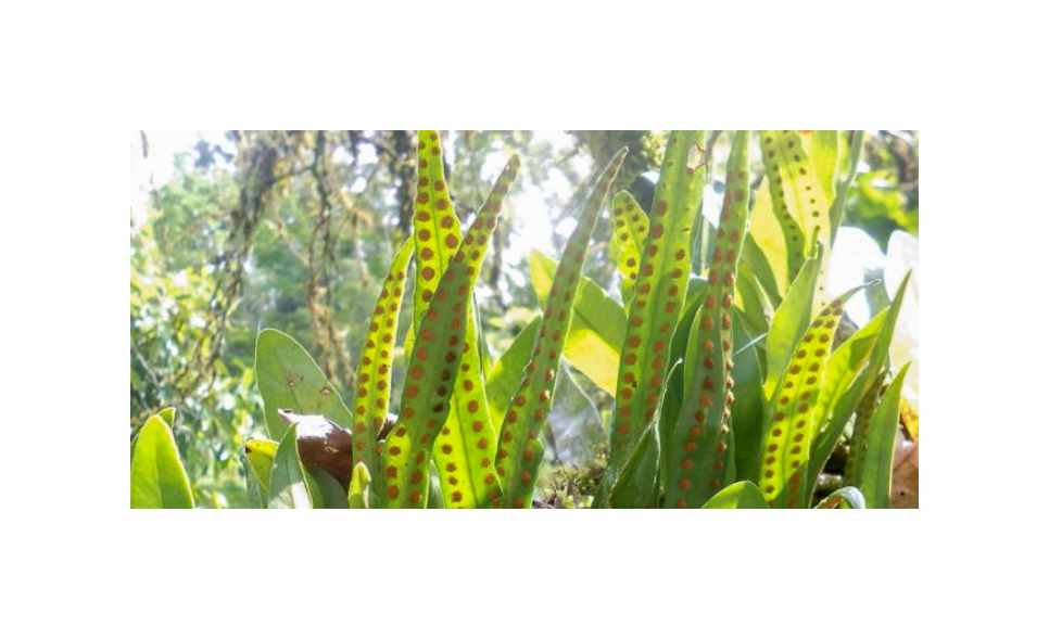 5x Microgramma lycopodioides Farn Garten Pflanzen - Samen B2170