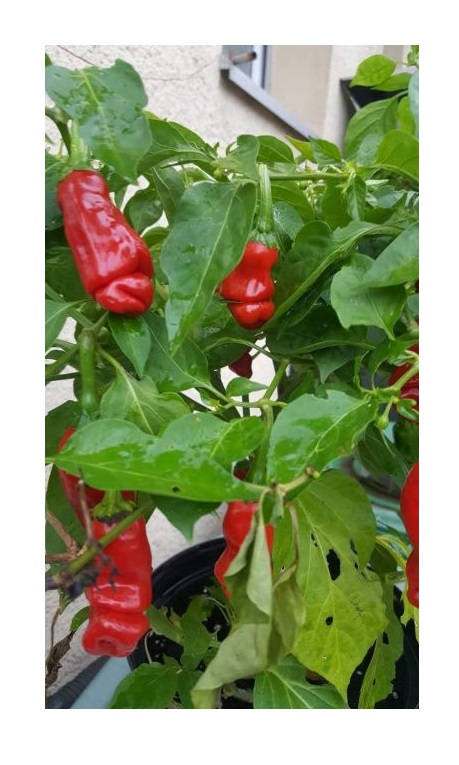 5x Peter Pepper Red Chili Garten Gemüse Pflanzen - Samen PW208