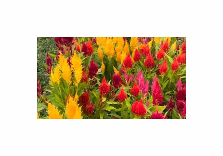 600x Hahnenkamm Pampas Plume gemischt Celosia argentea Pflanzen - Samen K37