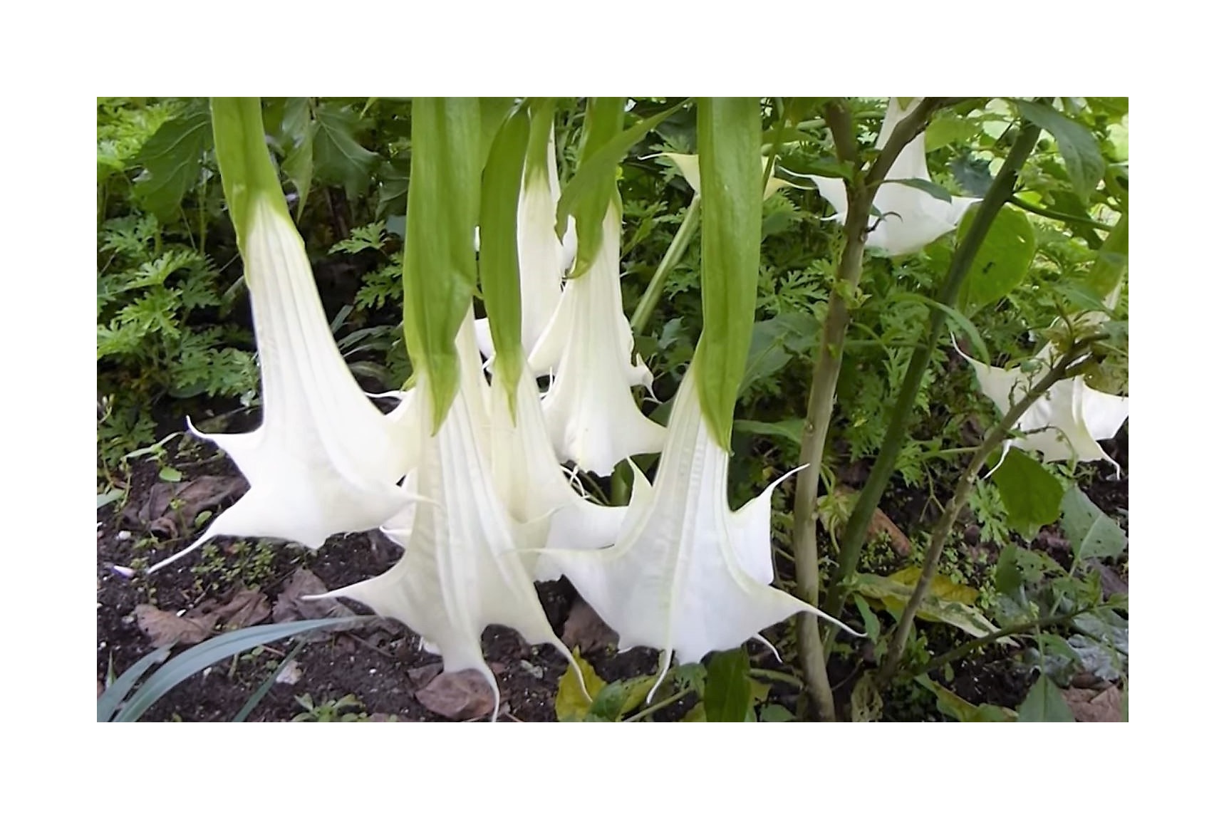 6x Engelstrompeten Brugmansia Weiß Strauch Pflanzen - Samen A248