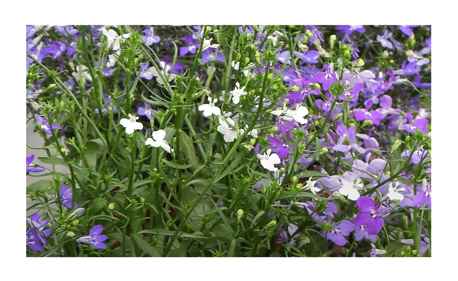 7500x Lobelie Cascade Mixed Lobelia erinus Garten Pflanzen - Samen K91