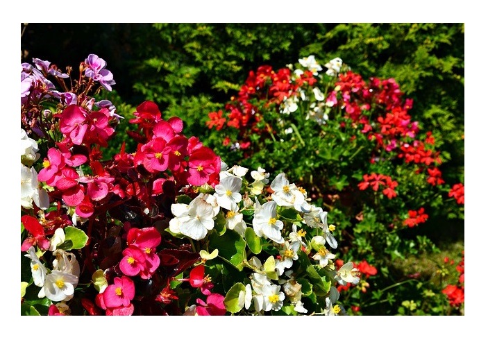 800x Begonia semperflorens gemischt Strauch Garten Pflanzen - Samen K13