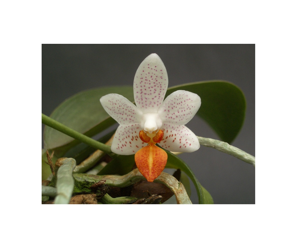 2x Phalaenopsis Minimark 2-3 rispig Meristem Miniatur orchidee OWD239