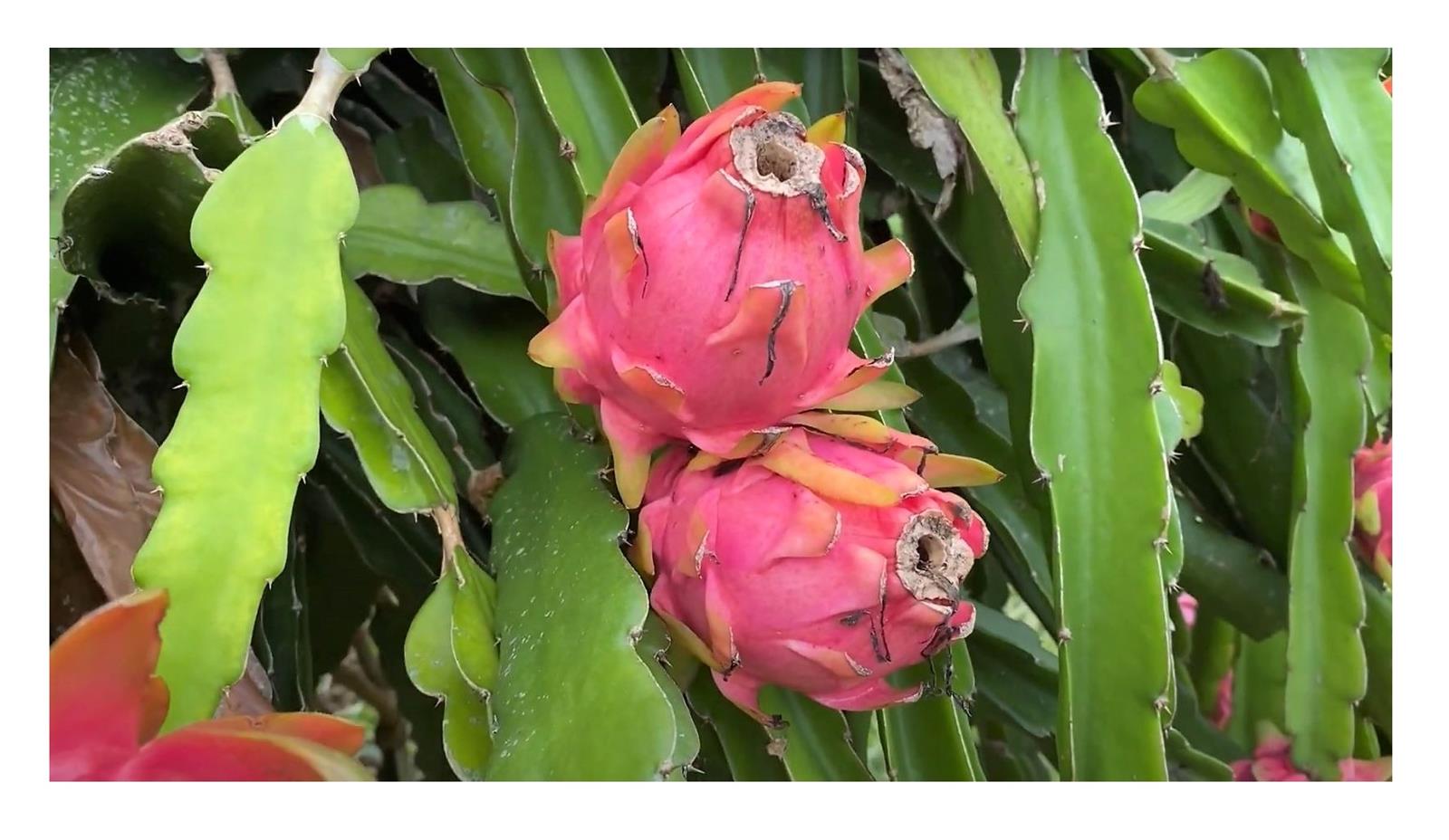 Pitahaya-Frucht wird verwendet, um Gewicht zu verlieren Pitahaya-Frucht wird verwendet, um Gewicht zu verlieren