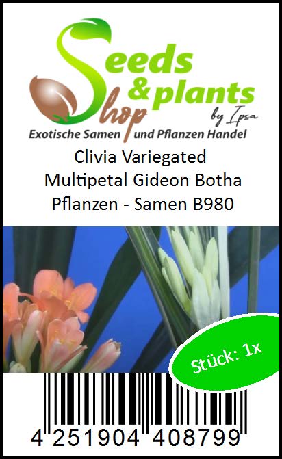 Samen B976 1x Clivia Red Green Centre Gideon Botha Blumen Pflanzen 