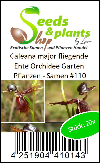 100x Nett Fliegende Ente Samen Hingucker Orchidee Blume Pflanze Rarität Caleana 