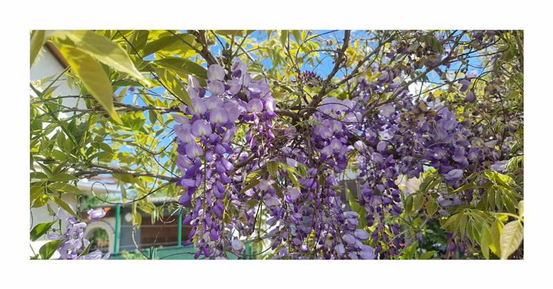 4x Wisteria sinensis Chinesischer Blauregen Garten Pflanzen - Samen A55 |  eBay.de