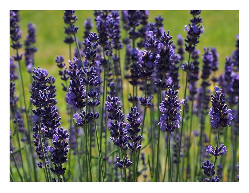 5 Samen Lavendel /"Munstead/" Lavandula angustifolia #847