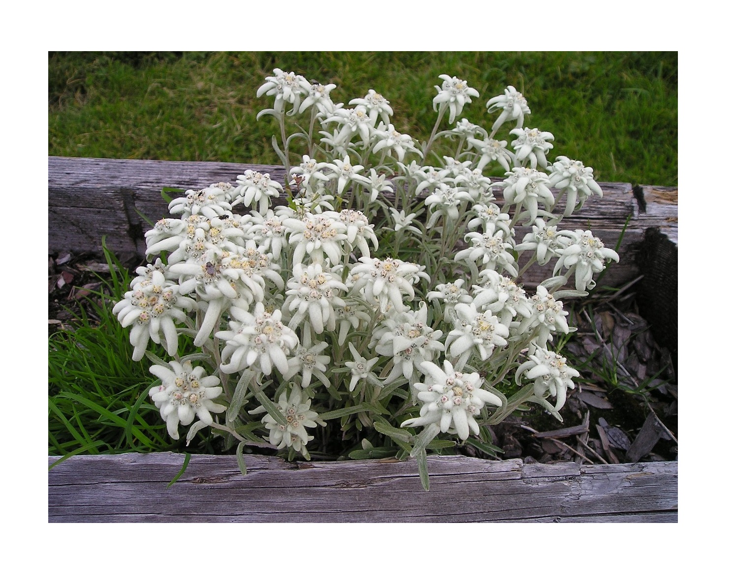 750x Alpen Edelweiss Leontopodium alpinum Blumen Garten Pflanzen ...