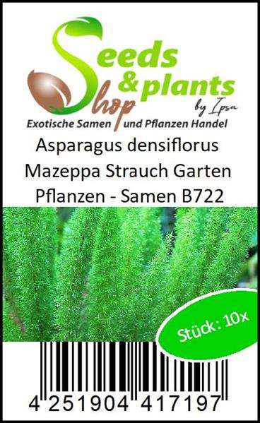 10x Asparagus densiflorus Mazeppa Garten Samen Pflanze Strauch Staude B722