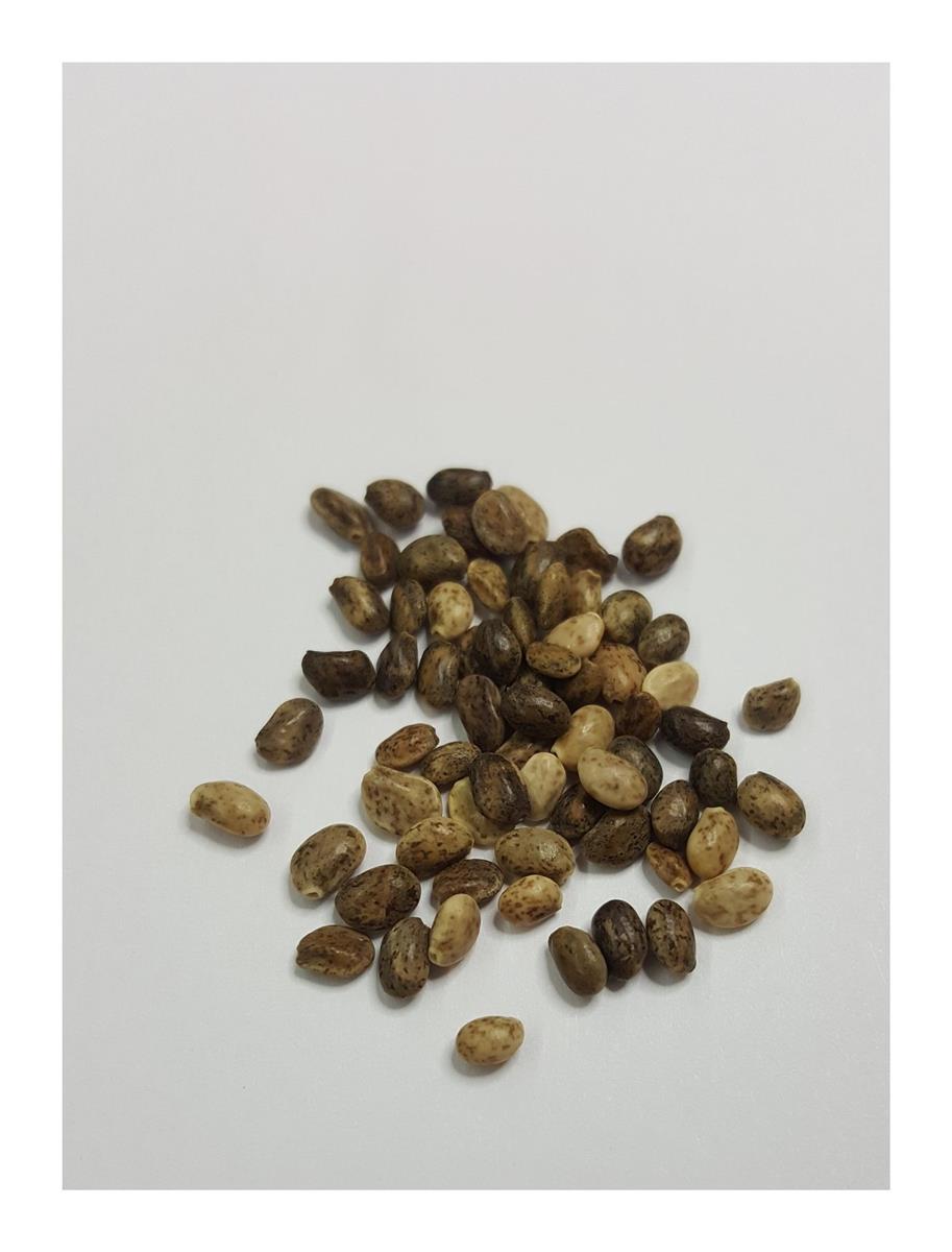 20x Lupine 1jährig mix Lupinus Garten Pflanzen Samen KS225