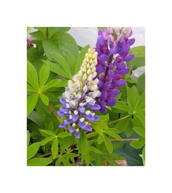 20x Lupine 1jährig mix Lupinus Garten Pflanzen Samen KS225