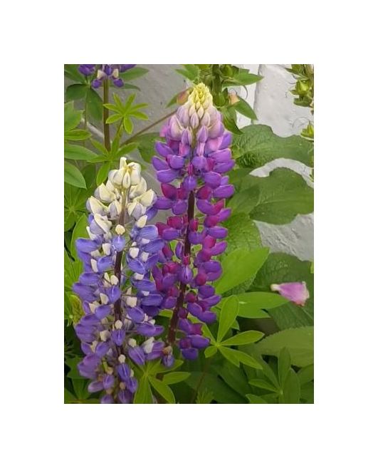 20x Lupine 1jährig mix Lupinus Garten Pflanzen Samen KS225