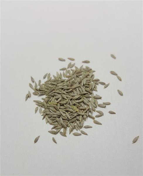 180x Eisbergsalat Skilton Lactuca Sativa Saatgut Gemse Pflanzen - Samen  K136