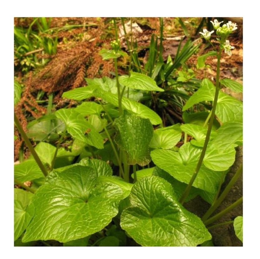 20x Wasabi arugula seeds Blätter essbar schärflich Garten Pflanzen