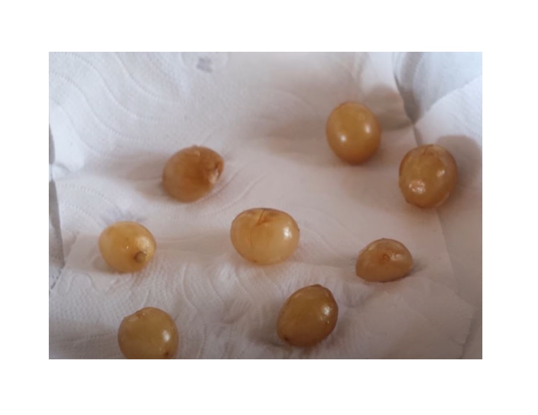 Graines De Clivia Véritables à Planter, Graines De Fleurs De