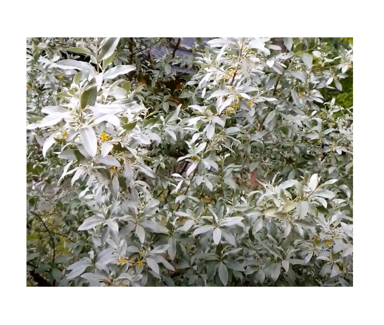5x Elaeagnus angustifolia Ölweide Baum Strauch Pflanzen - Samen B2067