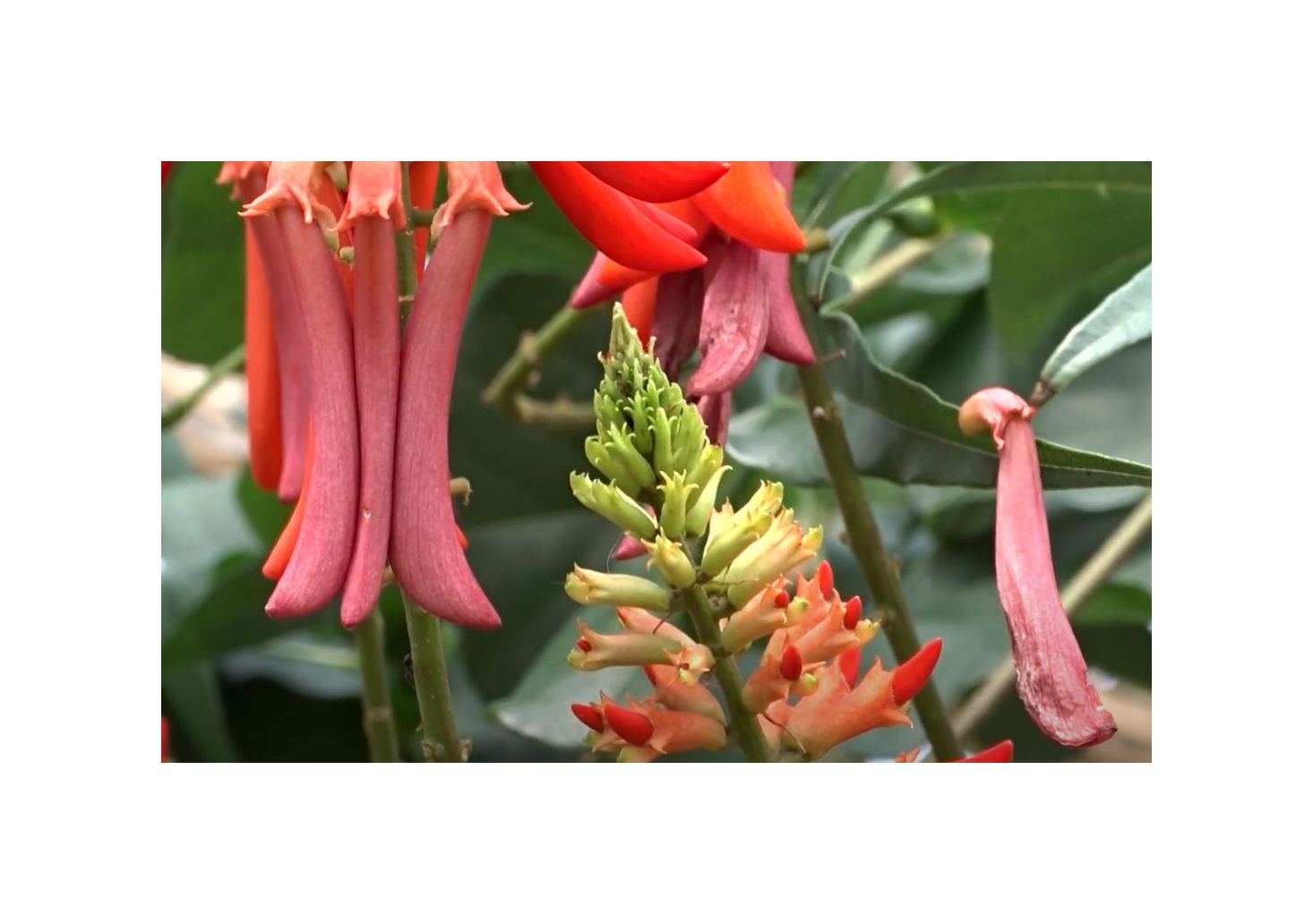 10x Erythrina humeana Zwerg Korallenbaum Garten Pflanzen - Samen B2076
