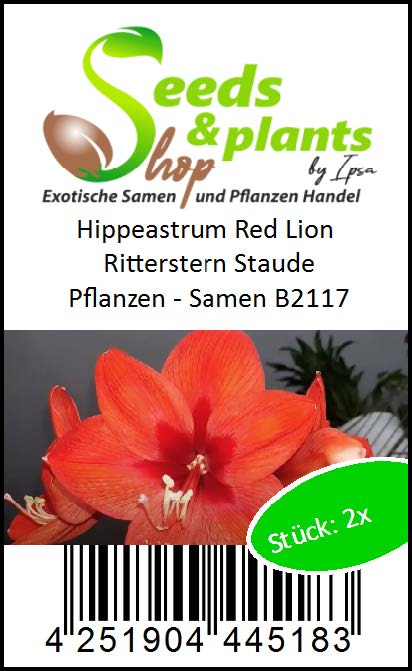 2x Hippeastrum Red Lion Ritterstern Staude Pflanzen - Samen B2117