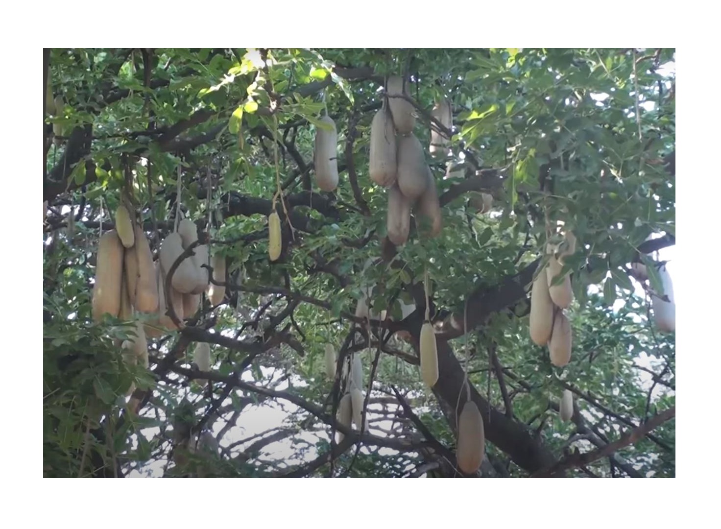 Samen Seltene Tropenpflanze Kigelia Africana (Leberwurstbaum) – 8 Samen, Atemberaubende Blüten