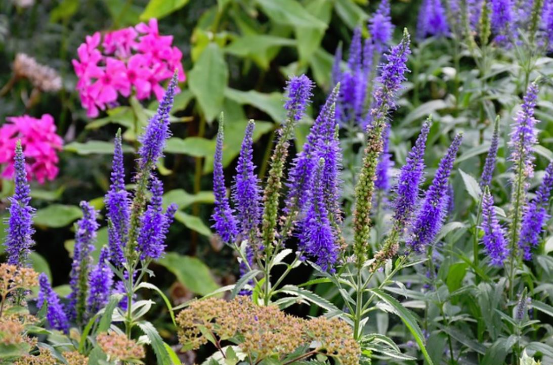 1x Veronica Longifolia Blauriesin Garten Pflanzen KP346