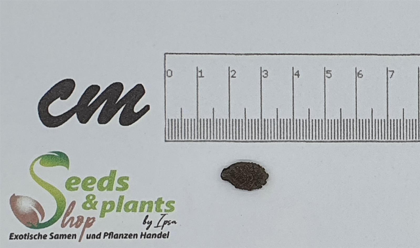 Samen Afer 1x Momordica rostrata Caudex Garten Pflanzen - Samen B2174