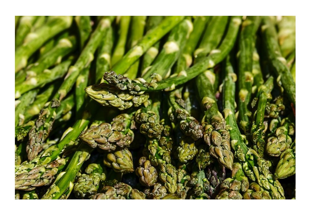 1x Grüner Spargel Asparagus Gijnlim Garten Gmüse Pflanze Rhizom K-ZK384 1x Grüner Spargel Asparagus Gijnlim Garten Gmüse Pflanze Rhizom K-ZK384