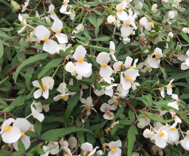 1x Begonia tripartida Grünpflanze Blüten klein weiß OW15