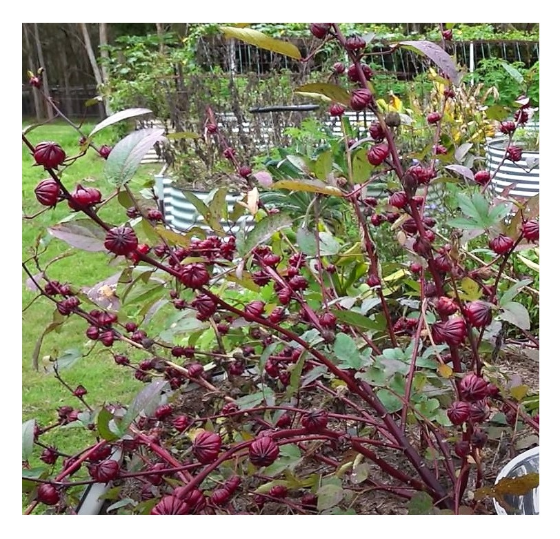 10x Hibiscus sabdariffa Jericho Rose Strauch Garten Pflanzen Samen ID116